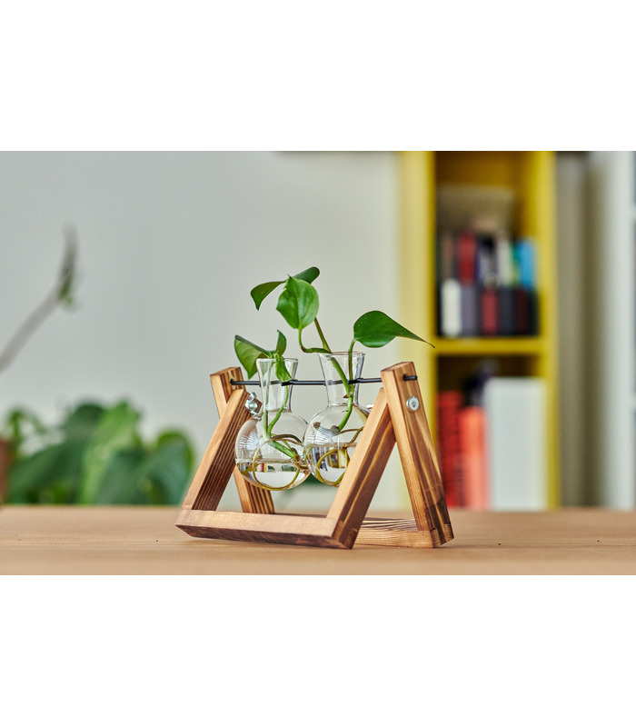 Hydra , Double station de propagation