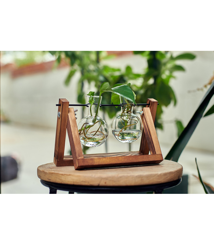 Hydra , Double station de propagation