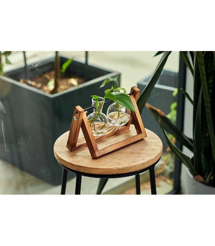 Hydra , Double station de propagation