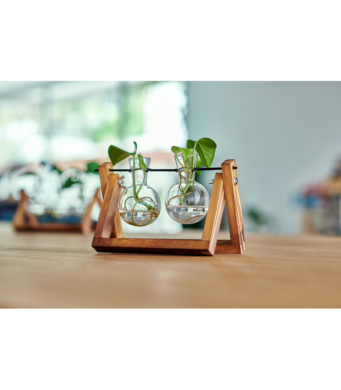 Hydra , Double station de propagation