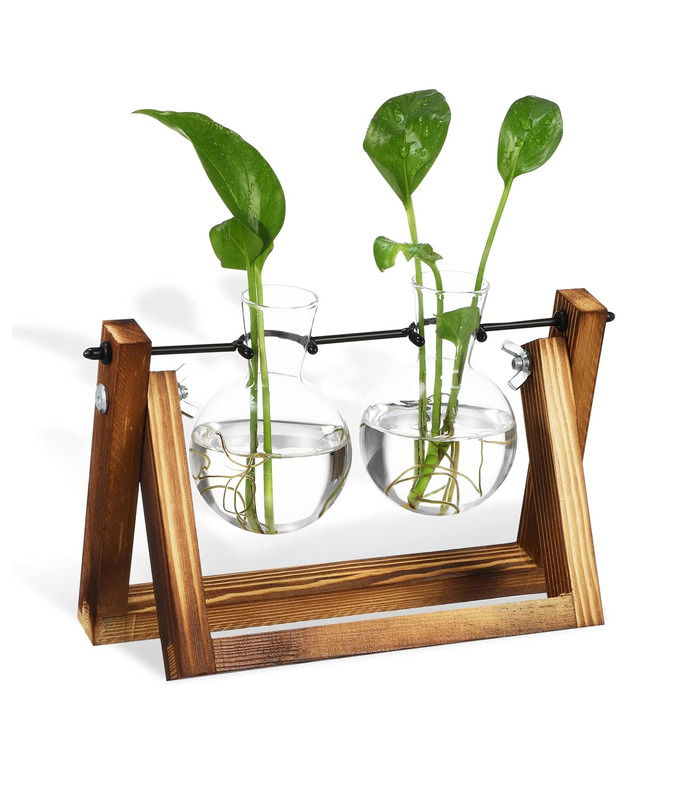 Hydra , Double station de propagation