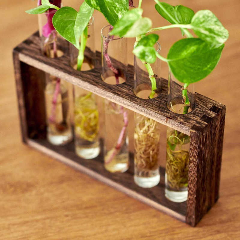 Provetta : station de multiplication des plantes avec 5 tubes à essai