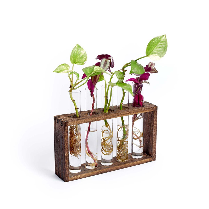 Provetta : station de multiplication des plantes avec 5 tubes à essai